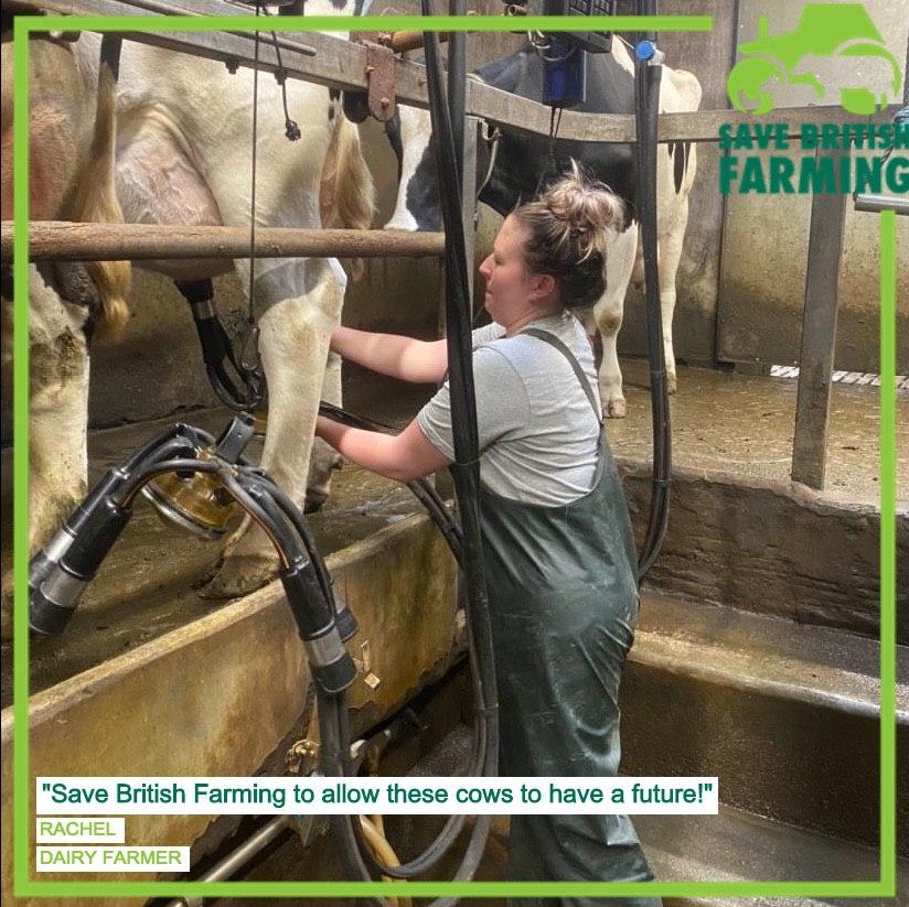 Rachel milking a cow